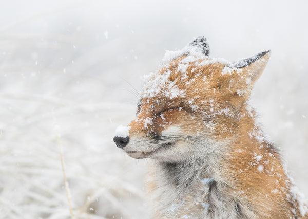 Merry Fox in the Snow<p style="color_gold">LUXURY RANGE