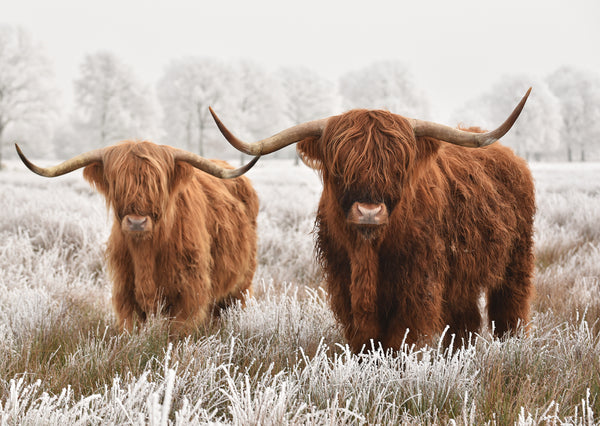Highland Cow Duo<p style="color_gold">LUXURY RANGE