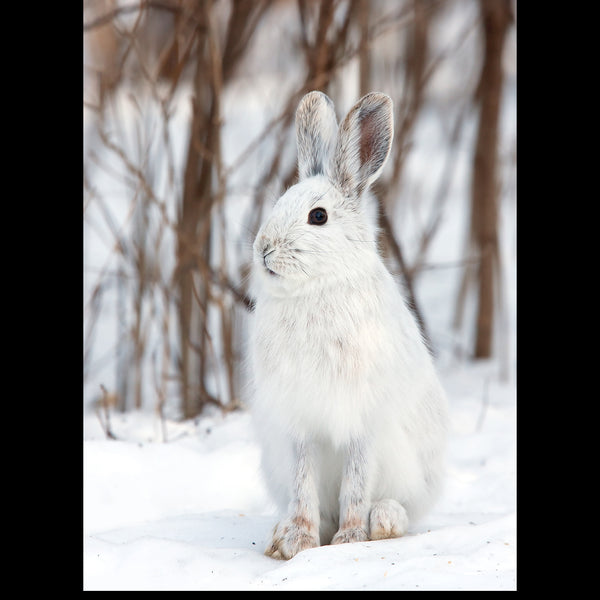 White Snowshoe Hare<p style="color_gold">LUXURY RANGE