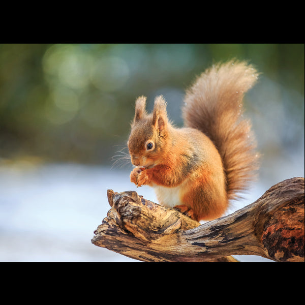 Red Squirrel on a Branch<p style="color_gold">LUXURY RANGE