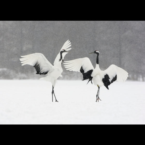 Dancing Cranes<p style="color_gold">LUXURY RANGE