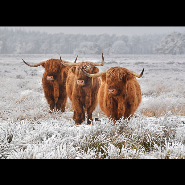 Highlanders<p style="color_gold">LUXURY RANGE