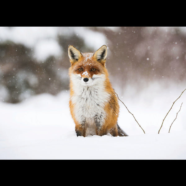 Cunning Mr Fox<p style="color_gold">LUXURY RANGE