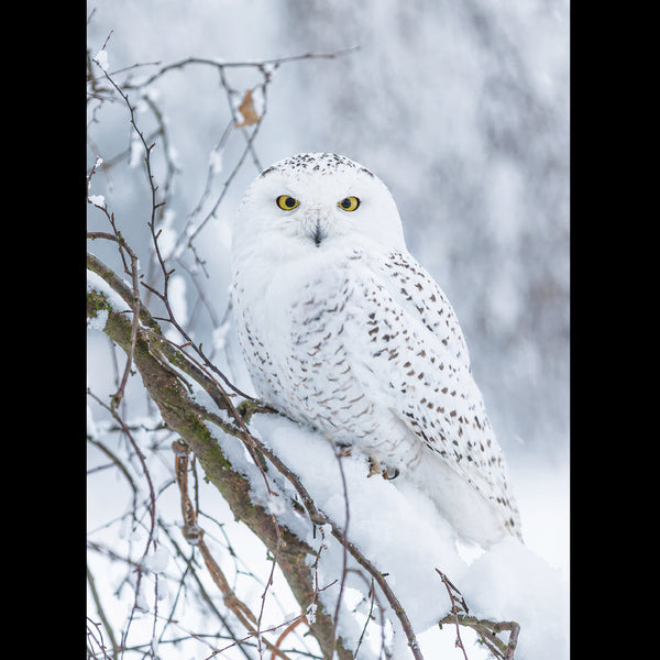 Snowy Owl<p style="color_gold">LUXURY RANGE