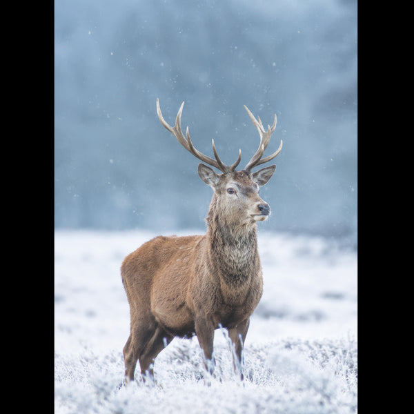 Winter Stag in a Frosty Meadow<p style="color_gold">LUXURY RANGE