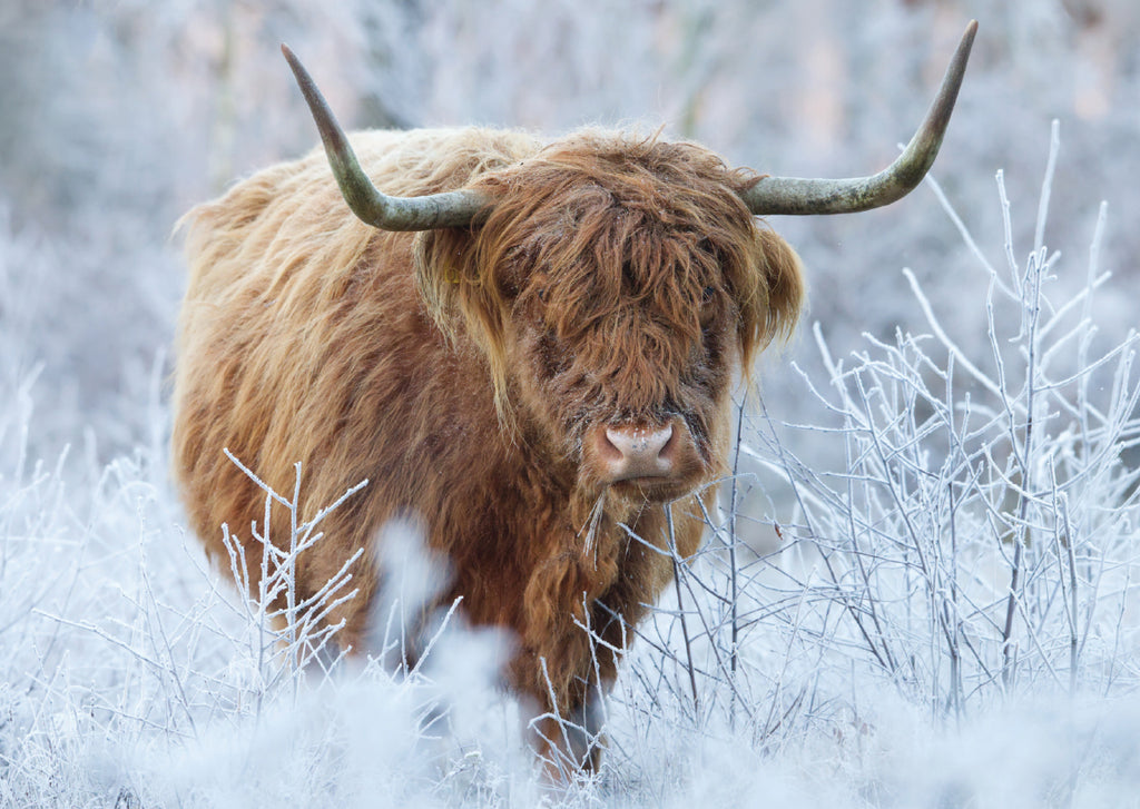 Frosty Highlander<p style="color_gold">LUXURY RANGE