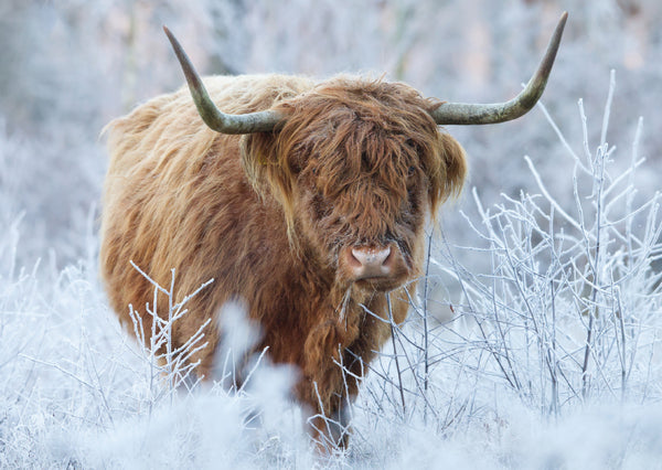 Frosty Highlander<p style="color_gold">LUXURY RANGE