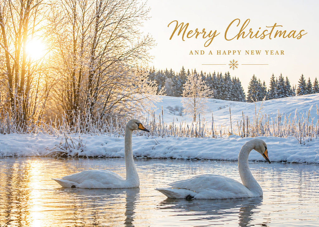 Winter Swans<p style="color_gold">LUXURY RANGE